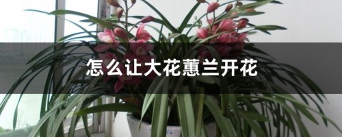 怎么让大花蕙兰开花，花期怎么养护