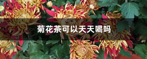 菊花茶可以天天喝吗