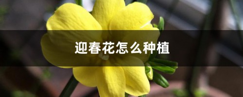 迎春花怎么种植