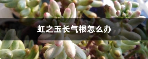 虹之玉长气根怎么办