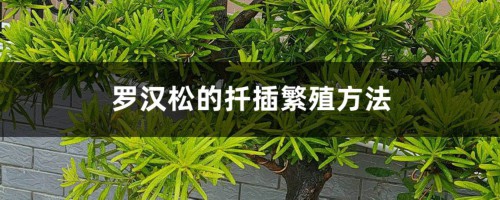 罗汉松的扦插繁殖方法