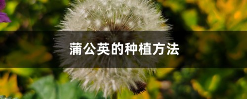 蒲公英的种植方法